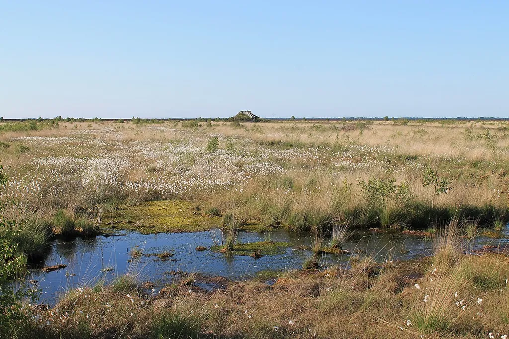 Moor mit Aussichtsturm in der Ferne von der Esterweger Dose; Naturschutzgebiet „Esterweger Dose“