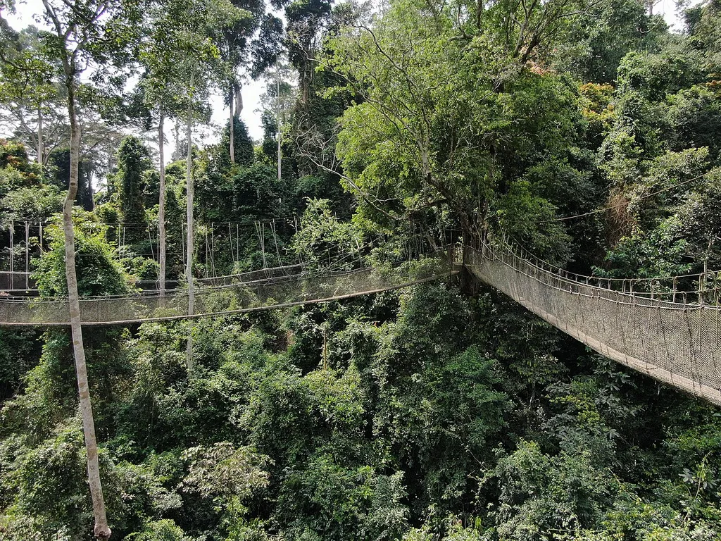 Images taken by a drone at the Kakum National Park