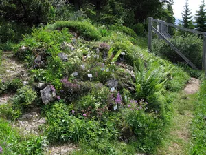 Alpenpflanzengarten Vorderkaiserfelden