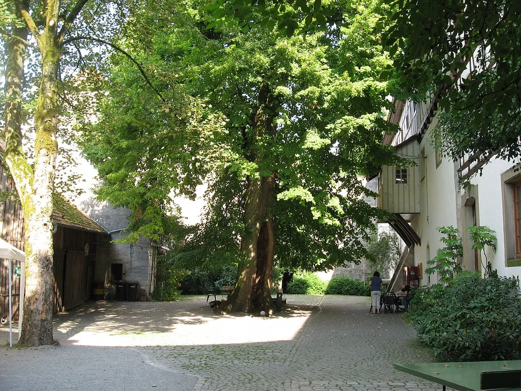 1 Sommerlinde "Sommerlinde auf der Tannenburg"