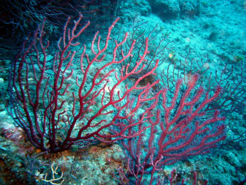 Portofino marine protected area