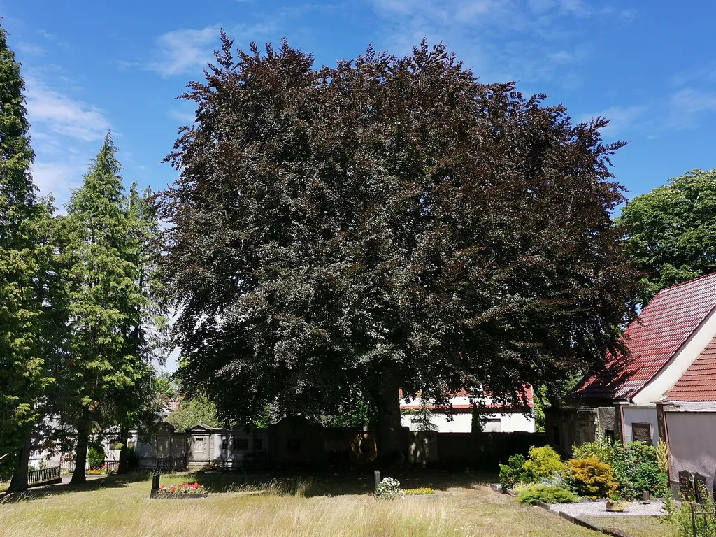 Als Naturdenkmal geschützte Rotbuche auf dem Friedhof Ortrand