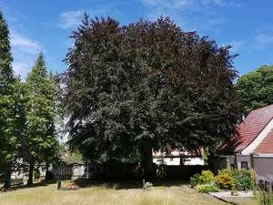 Naturdenkmal Rotbuche auf dem Friedhof Ortrand