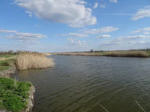Pelyonkino