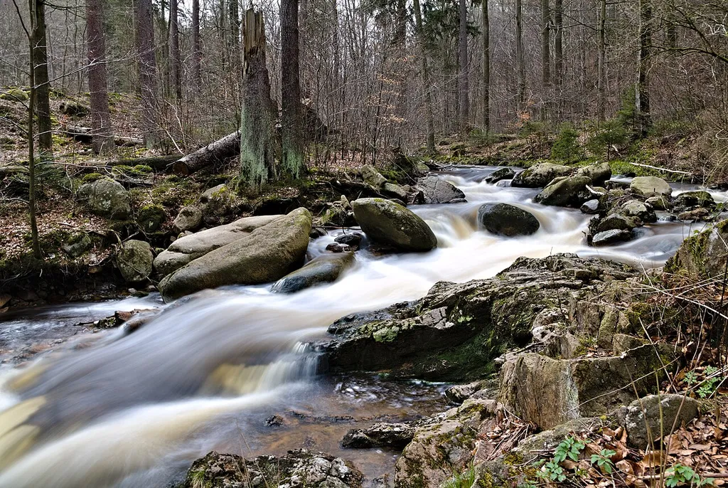 Rohnberg, Westerberg und Köhlerholz bei Ilsenburg