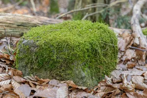 Grenzstein Tränkweiher in Fürth