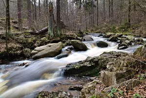 Rohnberg, Westerberg und Köhlerholz bei Ilsenburg