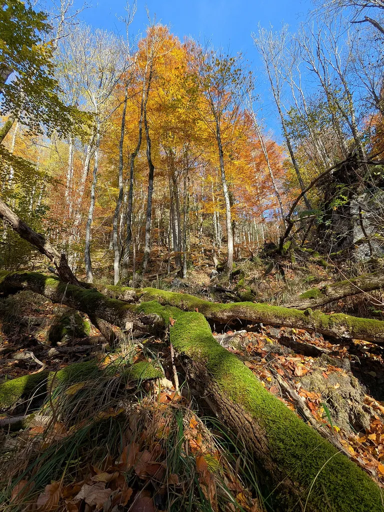 Pranzlgraben, Molln, Österreich. Teil des Europaschutzgebiets Schluchtwälder der Steyr- und Ennstaler Voralpen (AT3138000)