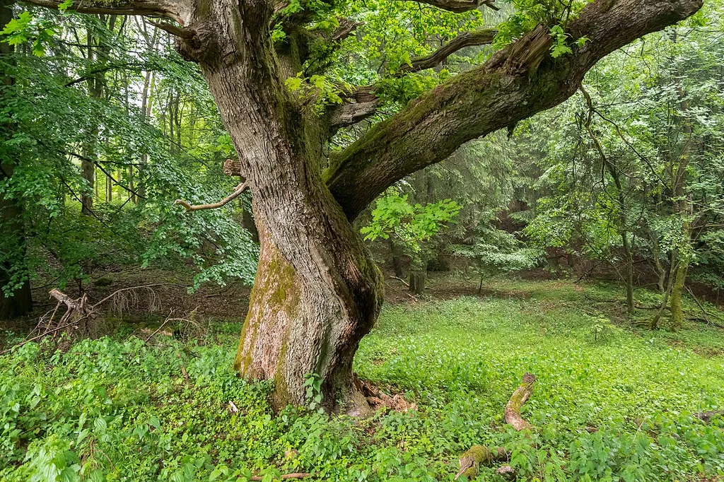 Eiche an der Berlebecker Heide/Niedersachsenweg im LSG Teutoburger Wald mit Lippischem Wald, Osning-Kamm und östlichem Osning-Vorland, Detmold-Berlebeck, Kreis Lippe