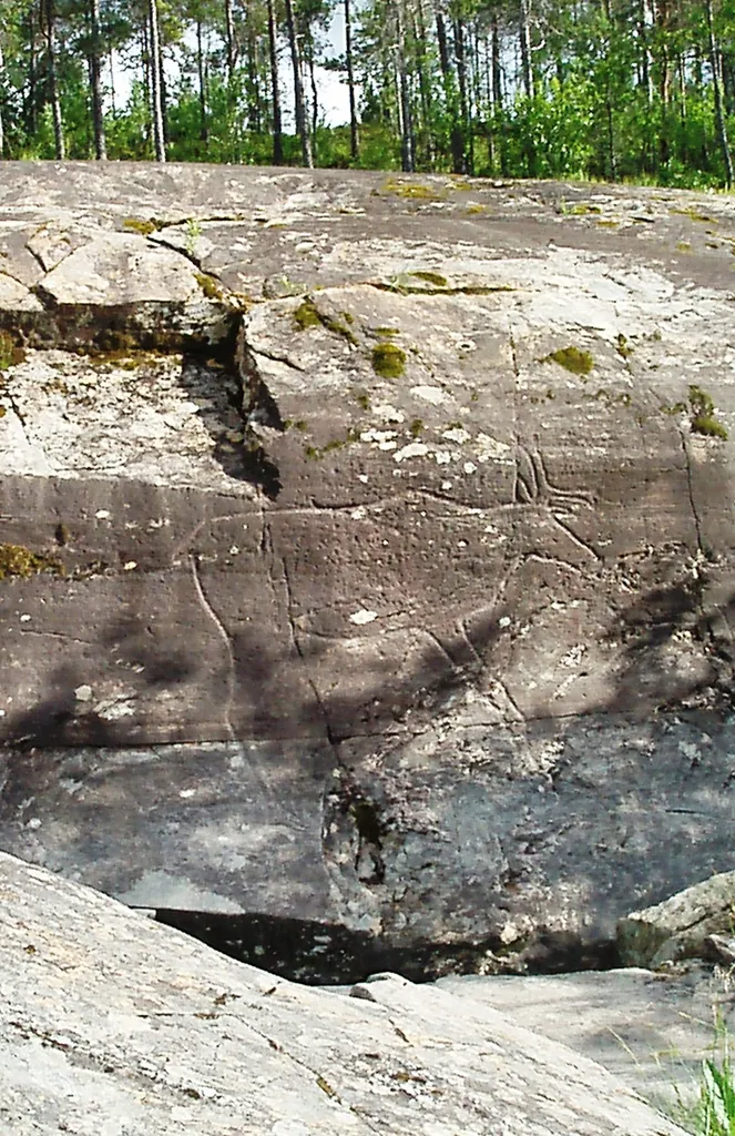 Rock carving of reindeer (rangifer tarandus) as the major feature of the Bølareinen (Bøla reindeer) rock carvings site in Steinkjer, Norway