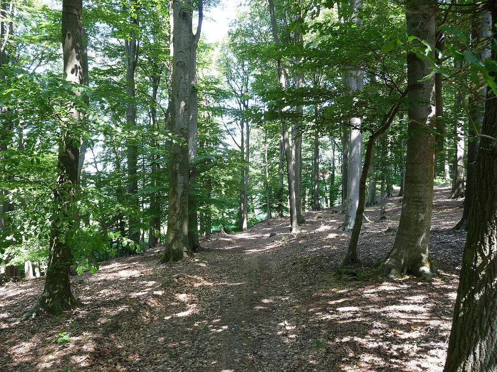 Ein reizvolles kleines Schutzgebiet mit Wald, einem Teich, einem Bach im Wald, sehenswerten Bäumen und hügeligen Waldwegen.