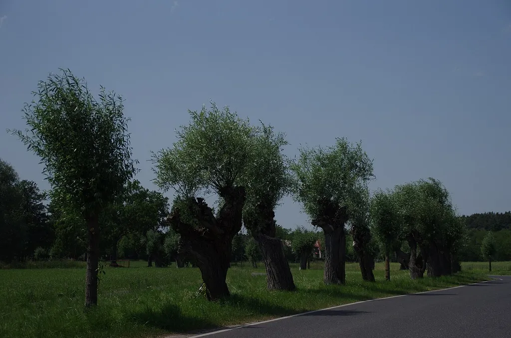 Rangsdorf in Brandenburg. Die Kopfweidenallee befindet sich südlich von Groß Machnow auf der Zufahrt zur B96. Die Allee ist ein Naturdenkmal.