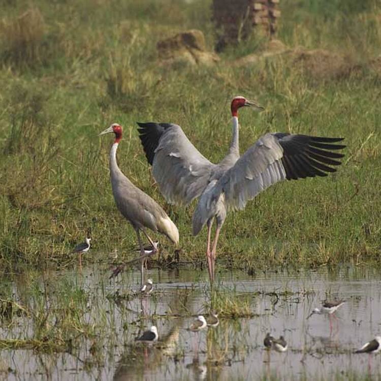 Keoladeo National Park