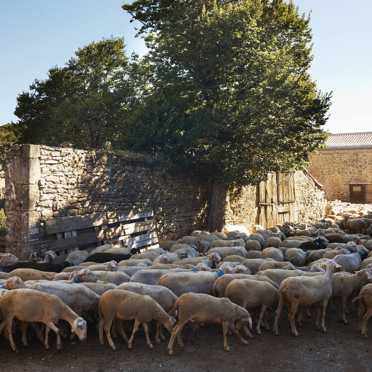 The Causses and the Cévennes, Mediterranean agro-pastoral Cultural Landscape