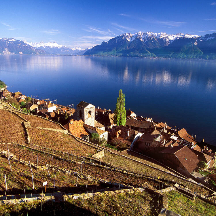 Lavaux, Vineyard Terraces
