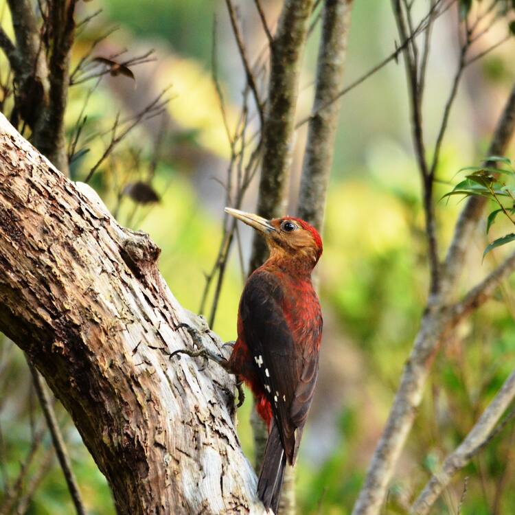 Amami-Oshima Island, Tokunoshima Island, Northern part of Okinawa Island, and Iriomote Island