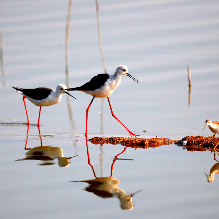 Migratory Bird Sanctuaries along the Coast of Yellow Sea-Bohai Gulf of China