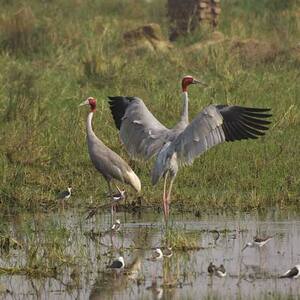 Keoladeo National Park