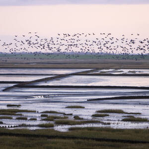Wadden Sea